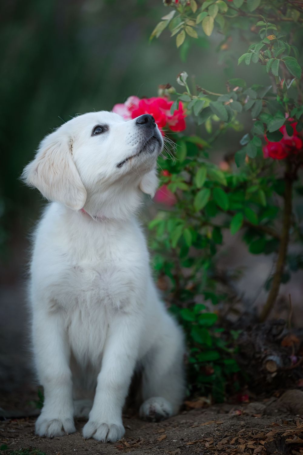 A fluffy white Golden Retriever puppy sits outdoors, curiously sniffing vibrant red roses in a lush green garden.