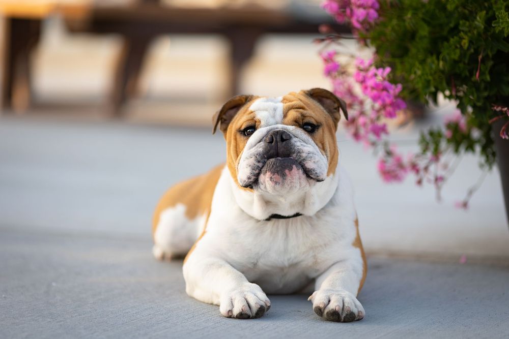 An English Bulldog with white and brown markings lies on pavement near pink flowers in soft outdoor light.