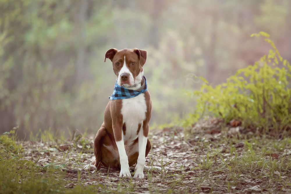 Brown and white Pit Bull dog wearing a blue bandana sitting outdoors in a natural forest setting.