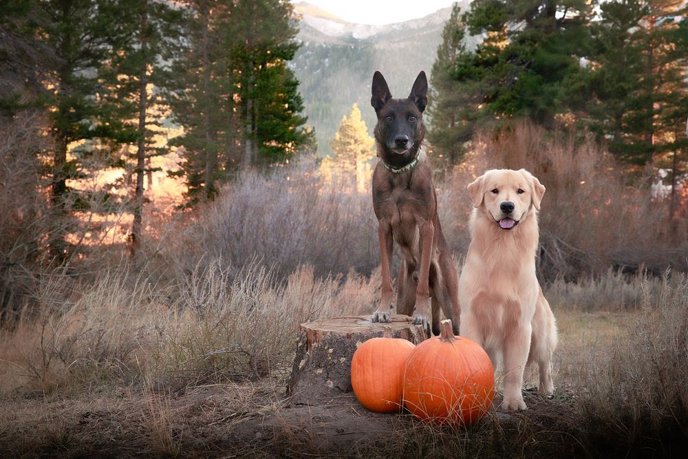 Two dogs, a Belgian Malinois and Golden Retriever, pose with orange pumpkins in an autumn forest setting.