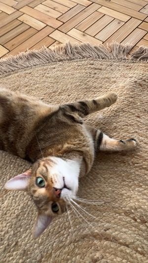 A tabby cat with green eyes lying on its back on a round jute rug, looking up at the camera.