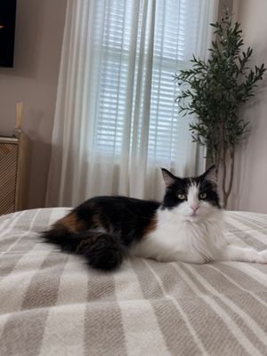 A fluffy calico cat with black, white, and orange fur rests on a bed with a gray blanket near a bright window.