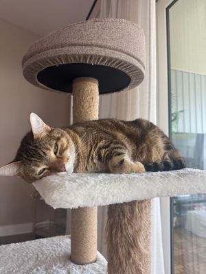 A tabby cat lounges on a fluffy cat tree perch near a window, appearing relaxed and content.