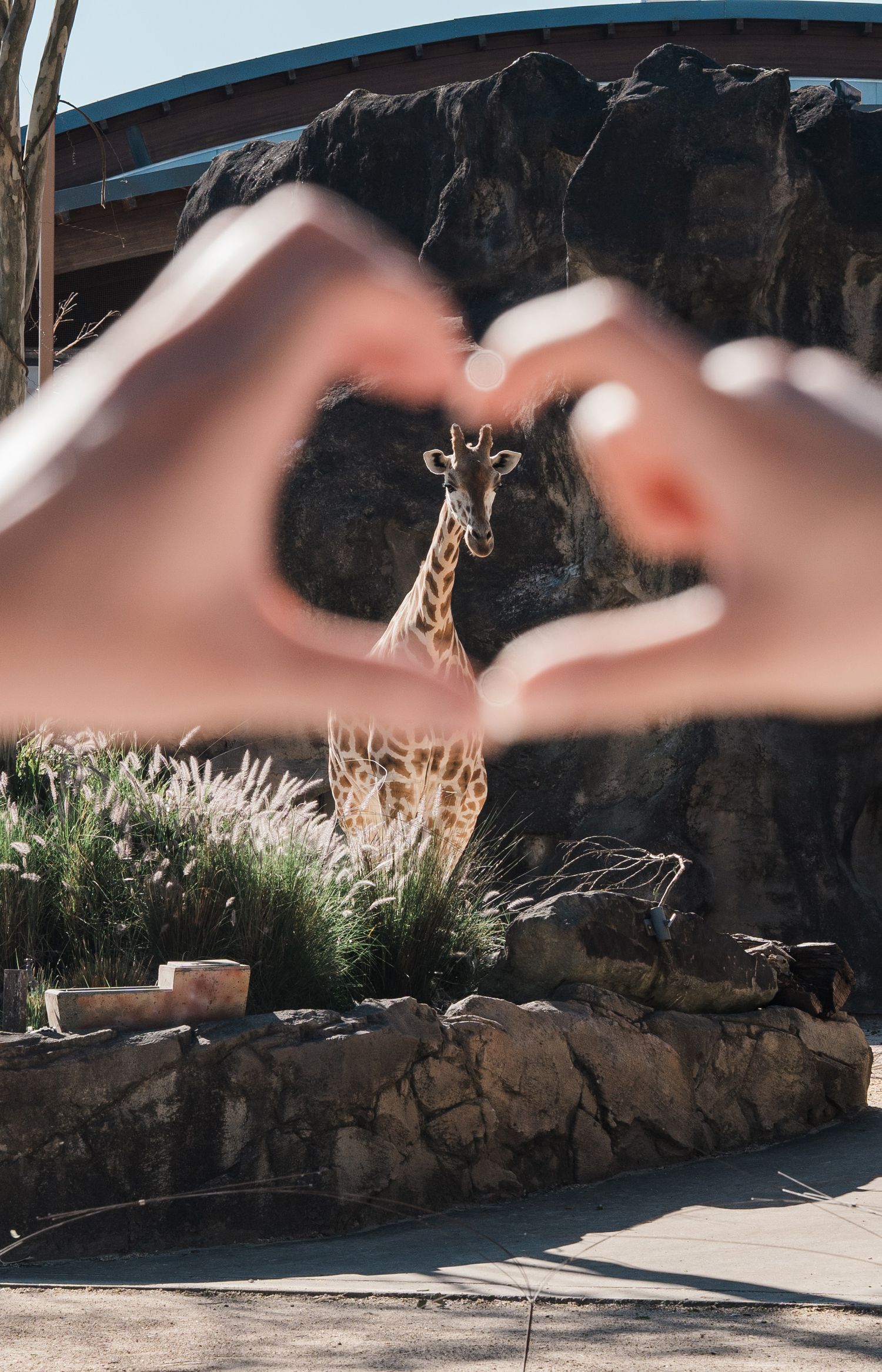 Hands forming a heart shape framing a giraffe at a zoo with rocky backdrop and greenery.