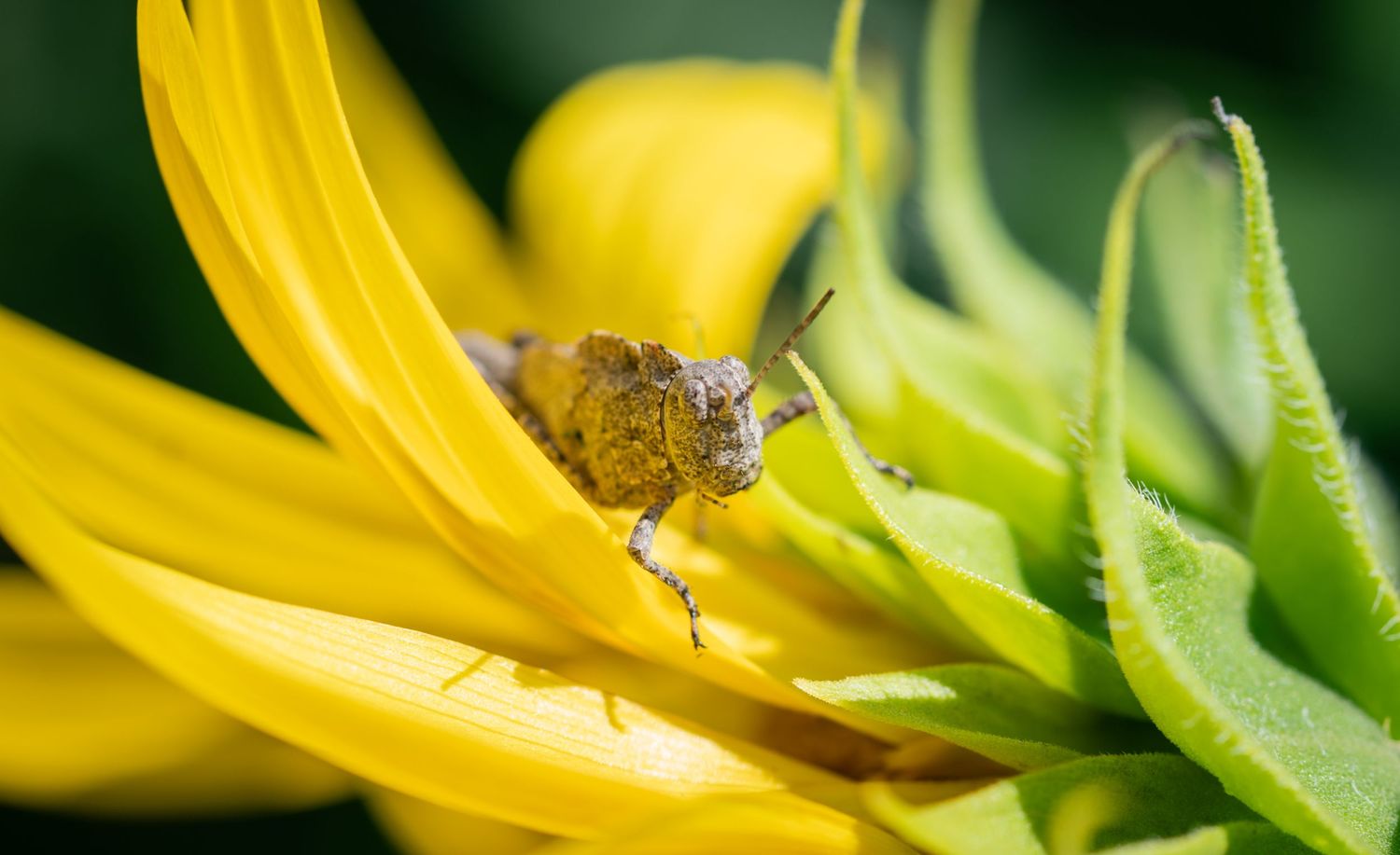 A grasshopper perched on a bright yellow sunflower petal with green leaves in soft-focus background.