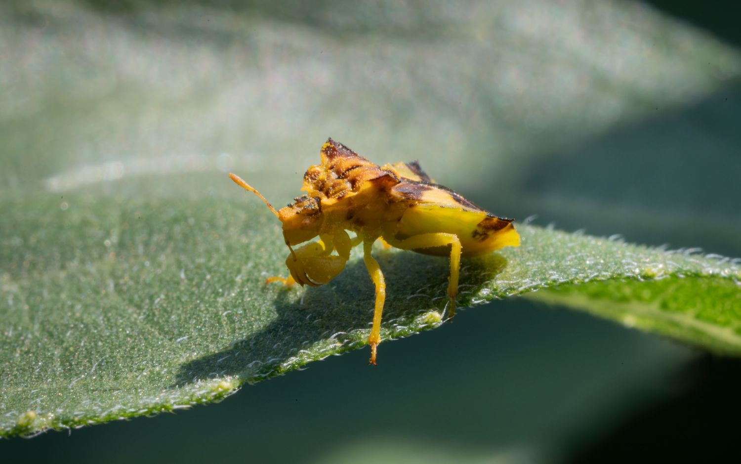 Close-up macro photo of a small orange insect perched on a green leaf in natural lighting.