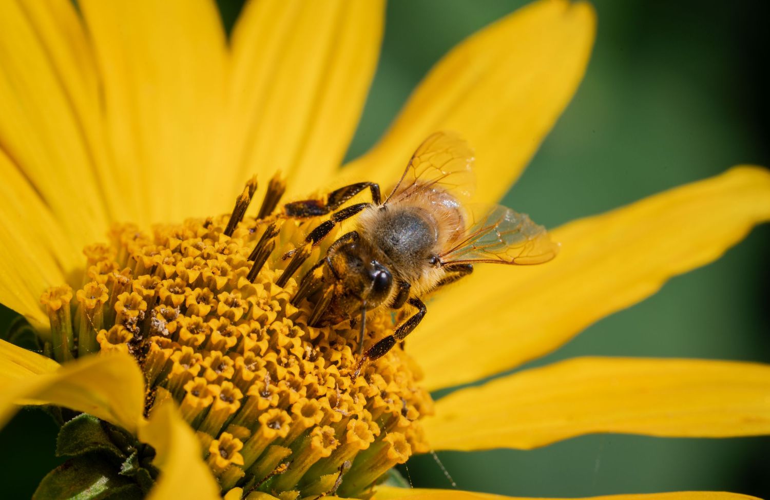 A honeybee collecting pollen on a vibrant yellow sunflower in close-up macro photography.