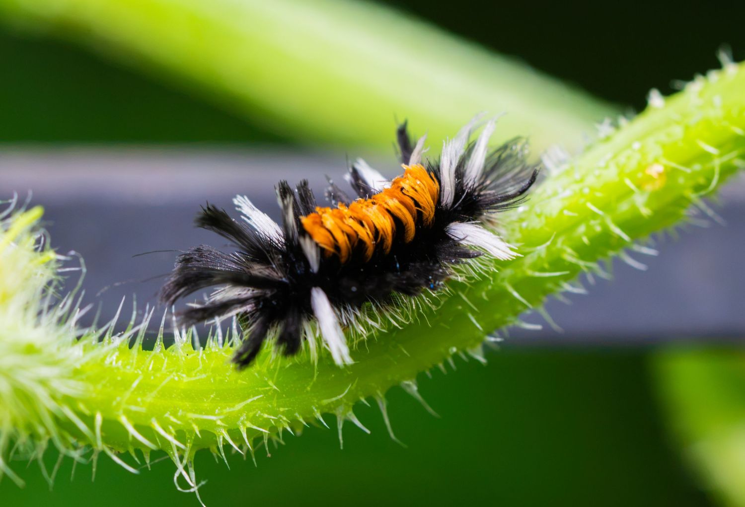 Colorful fuzzy caterpillar with orange, black, and white hairs clinging to a bright green hairy plant stem.