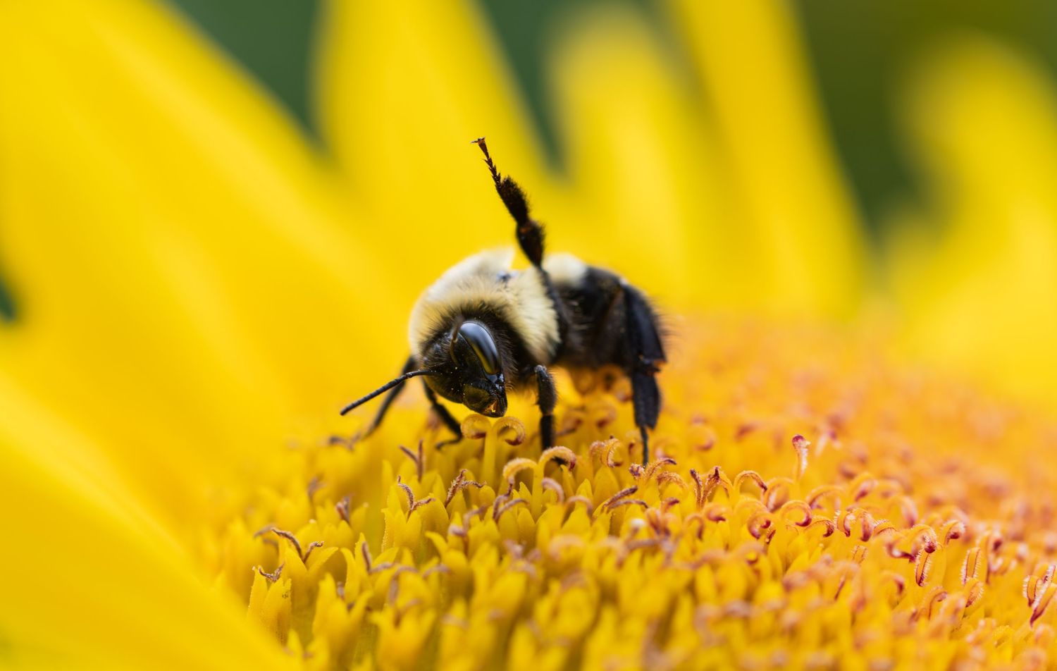 A bumblebee collecting pollen on a vibrant yellow sunflower in close-up macro photography.