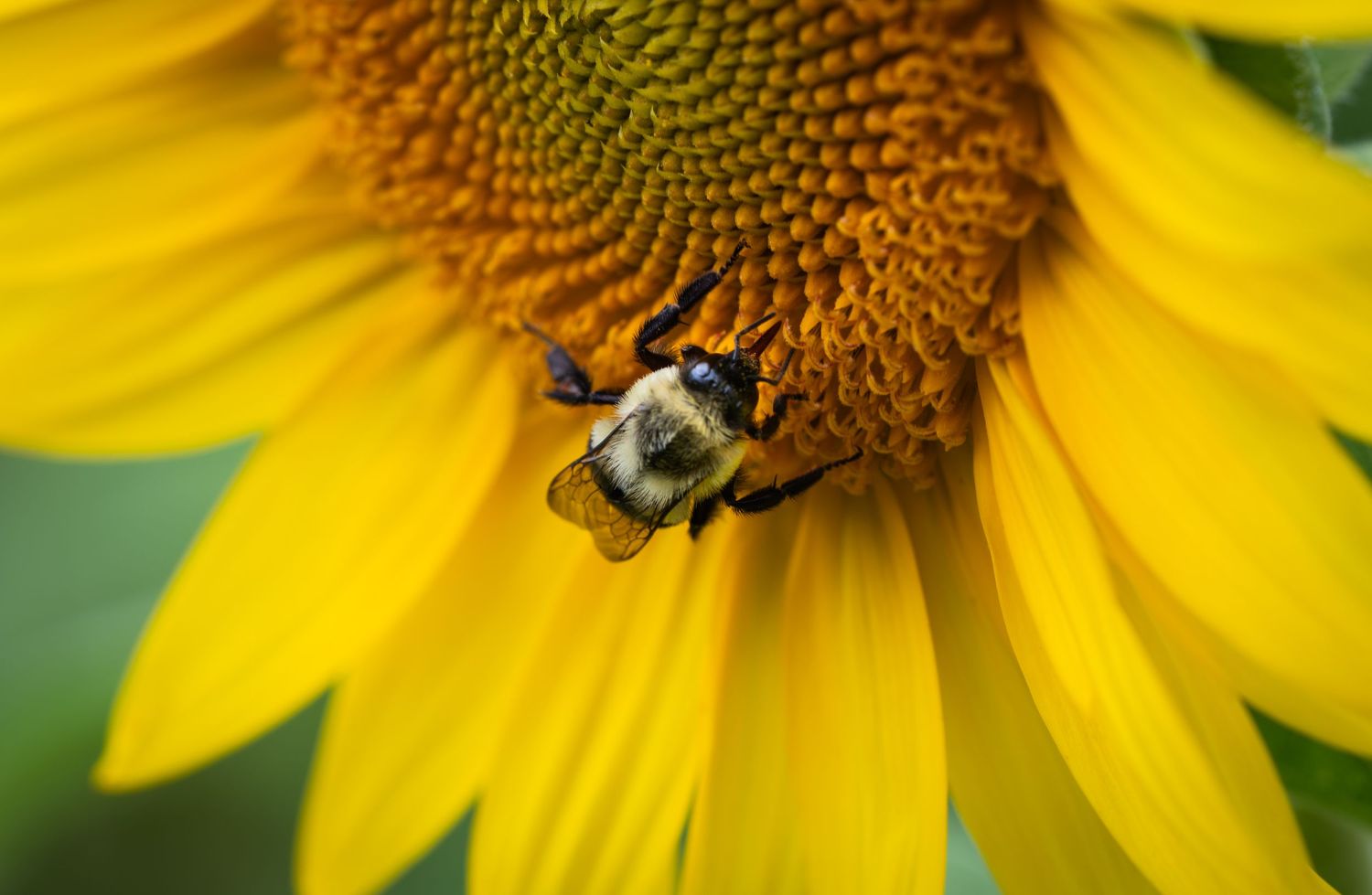 A bumblebee pollinating a vibrant yellow sunflower in close-up macro photography.
