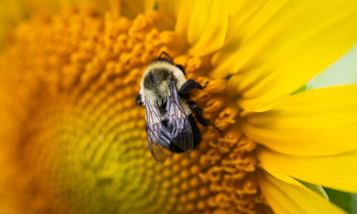 A bumble bee collecting pollen on a bright yellow sunflower in close-up macro photography.