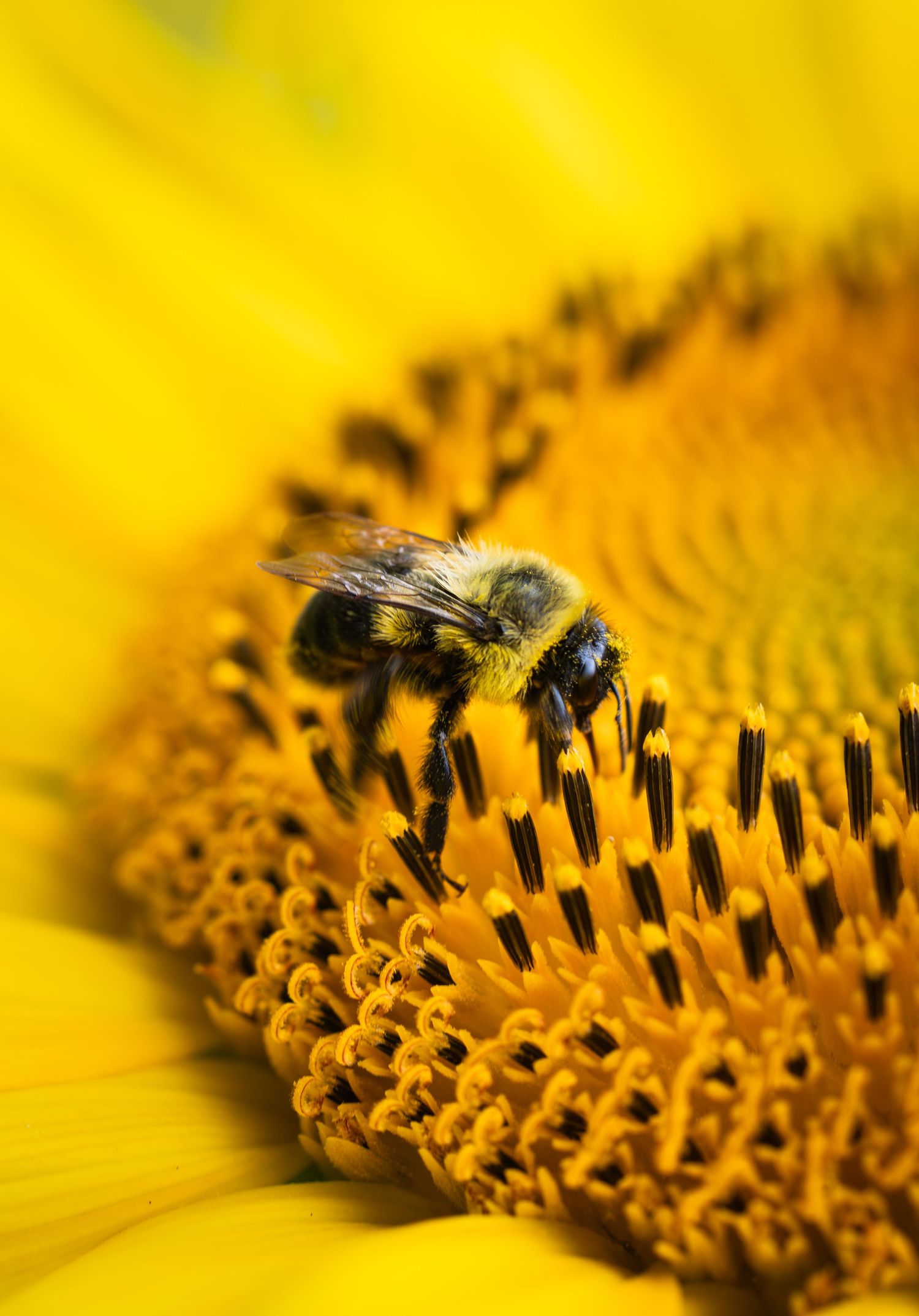 A close-up of a fuzzy bumblebee collecting pollen on a vibrant yellow sunflower in full bloom.