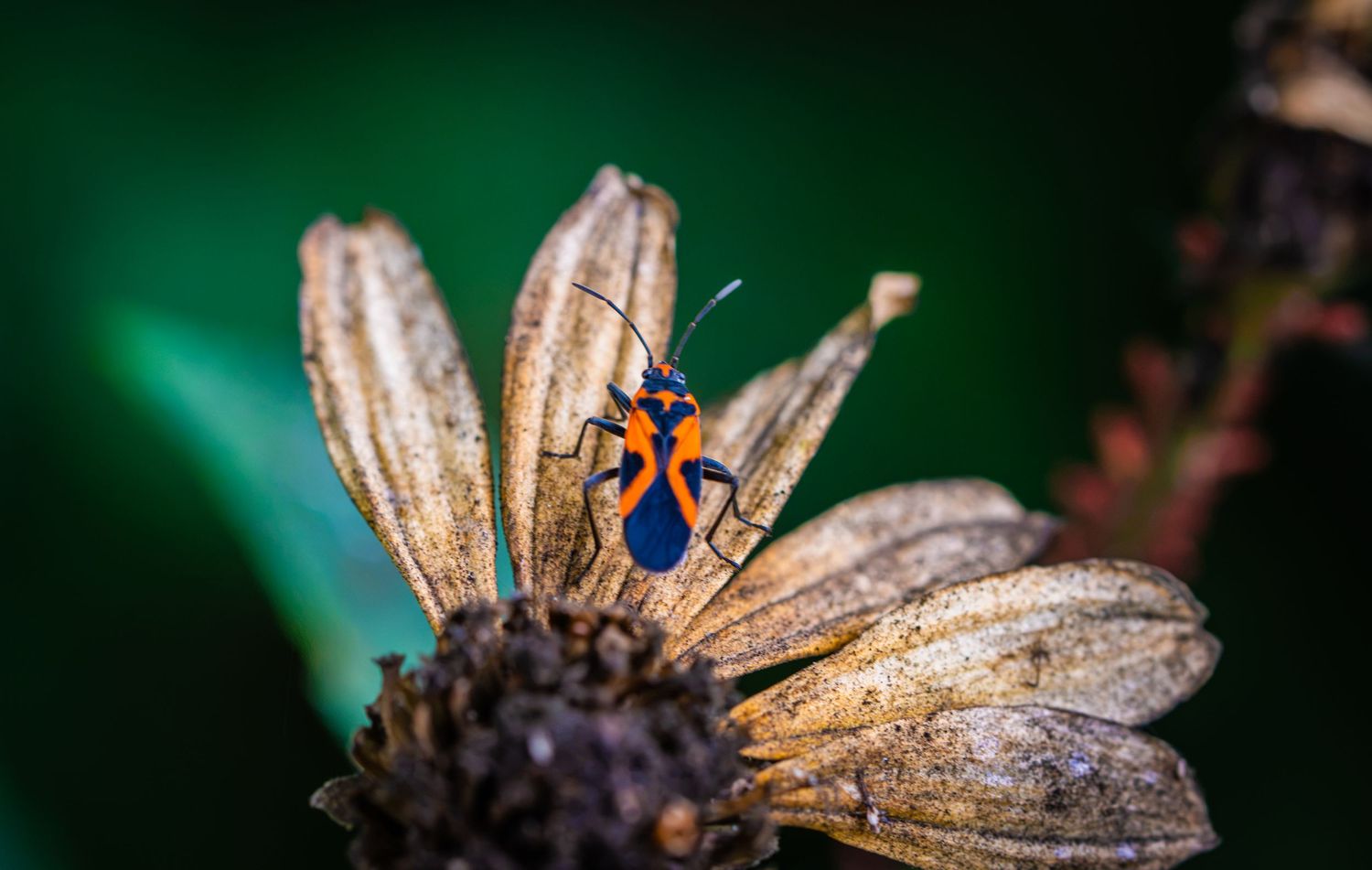 A vibrant red and black bug perched on a dried brown flower with a blurred green background.