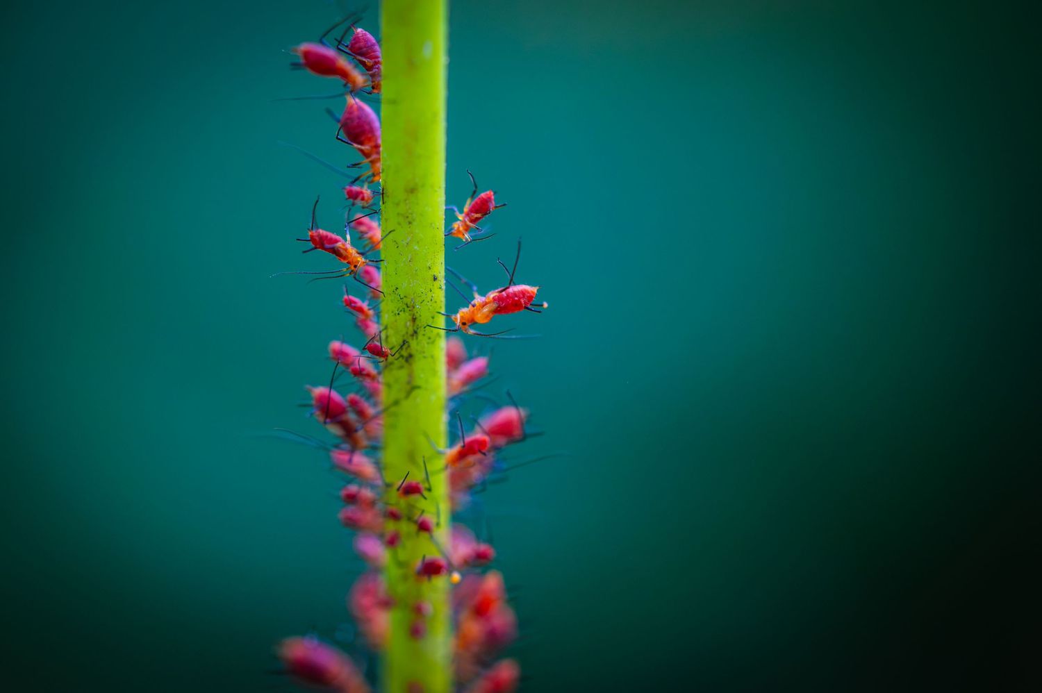 Close-up of vibrant pink aphids clustered on a green plant stem against a teal background.