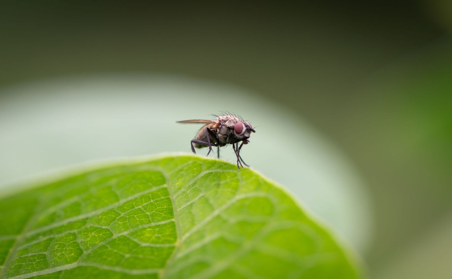 A close-up macro shot of a fly resting on a vibrant green leaf with visible veins.