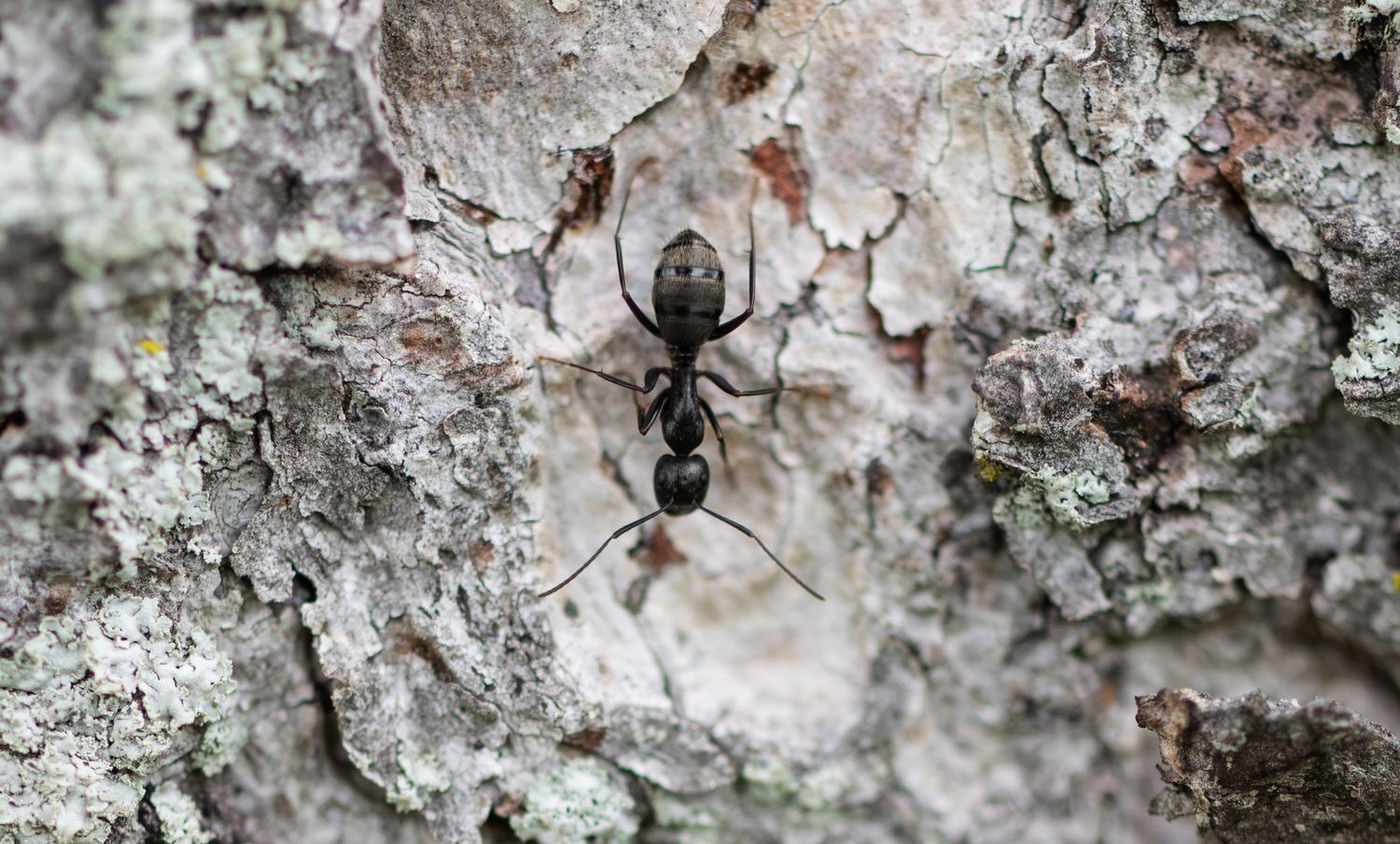 Close-up of a black ant crawling on textured tree bark covered with lichen.