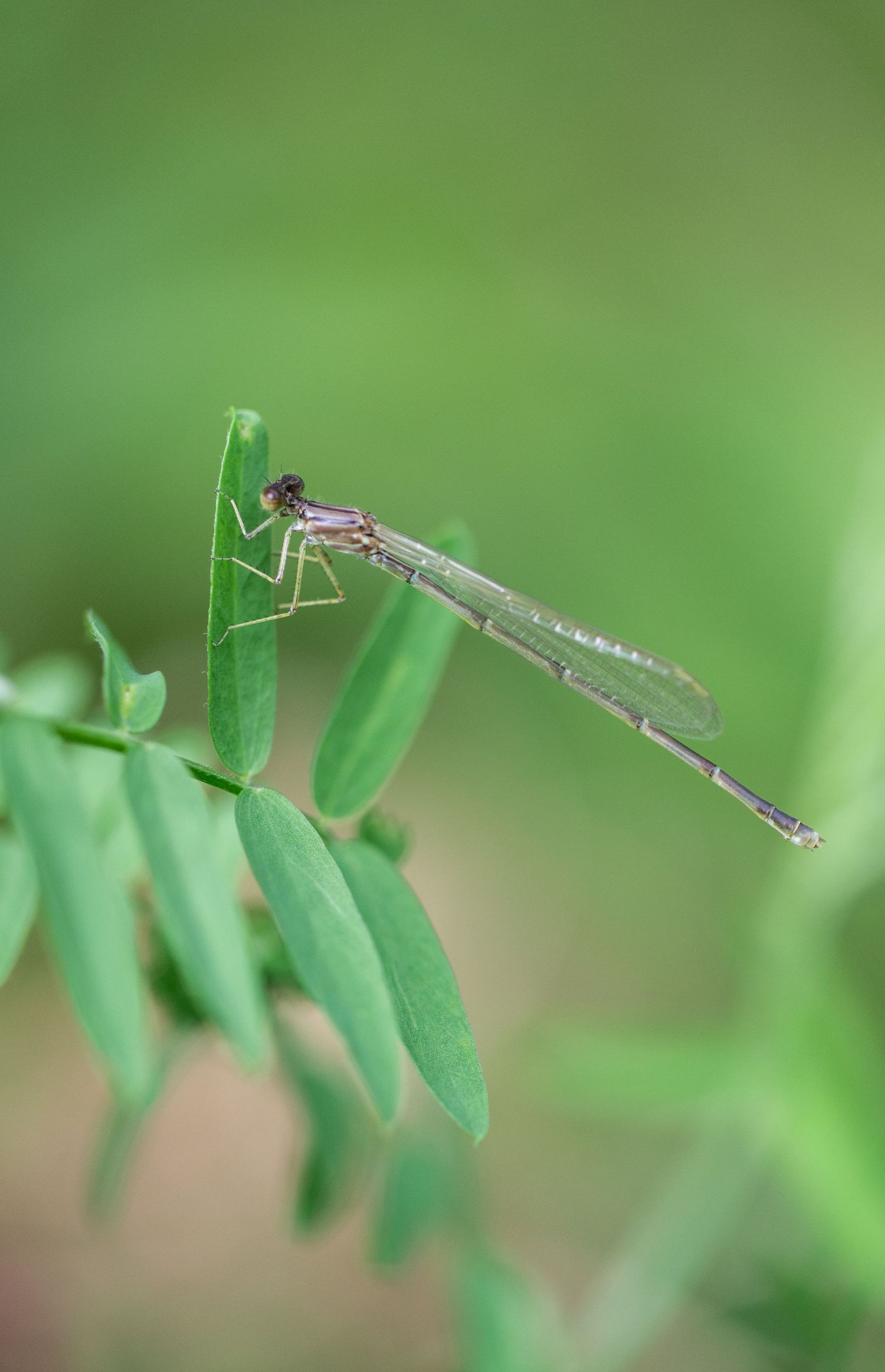 A delicate damselfly perched on green plant leaves, showcasing its slender translucent body against a soft green background.