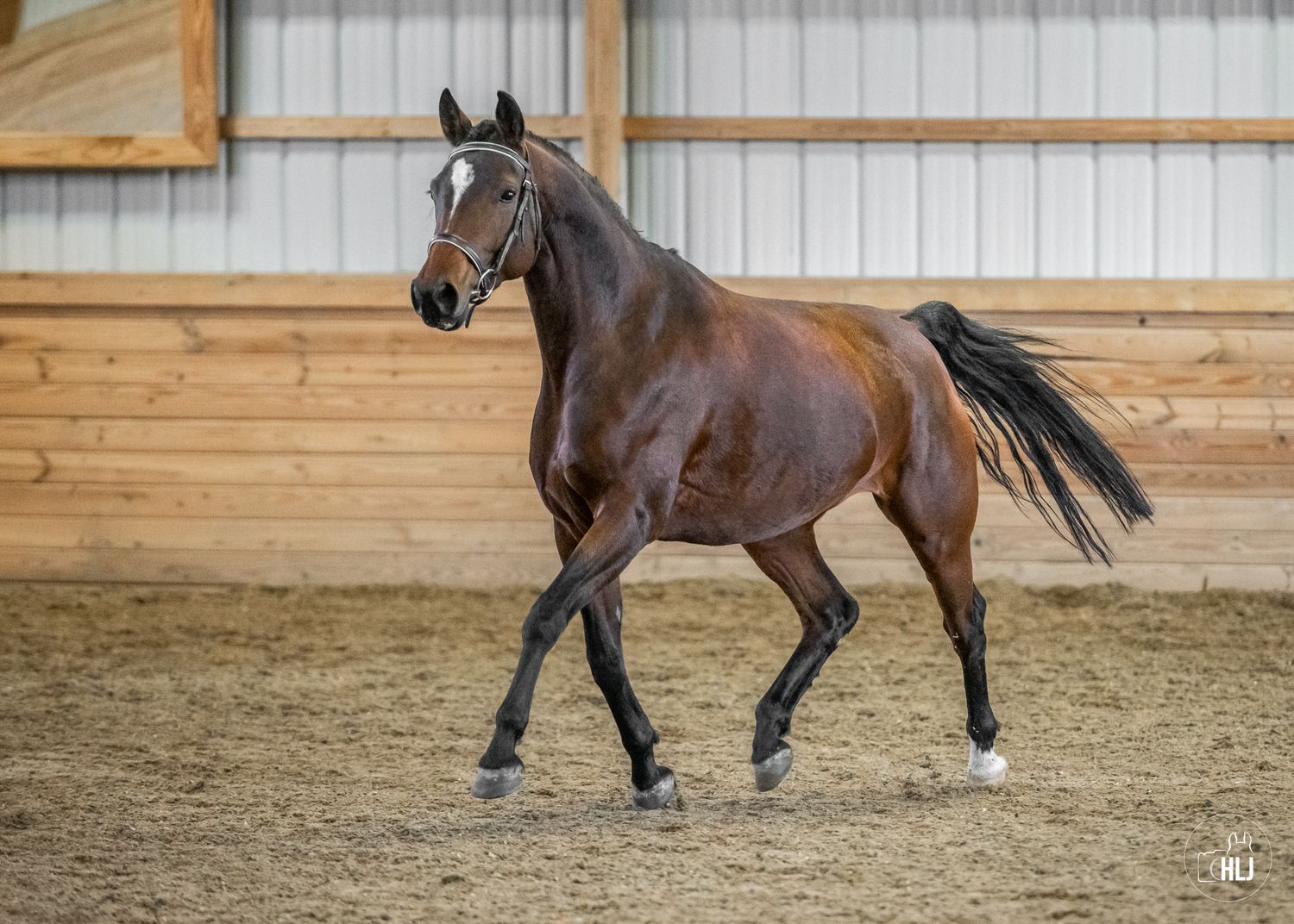 A bay horse with a white blaze trots gracefully inside a wooden indoor arena on a sandy floor.