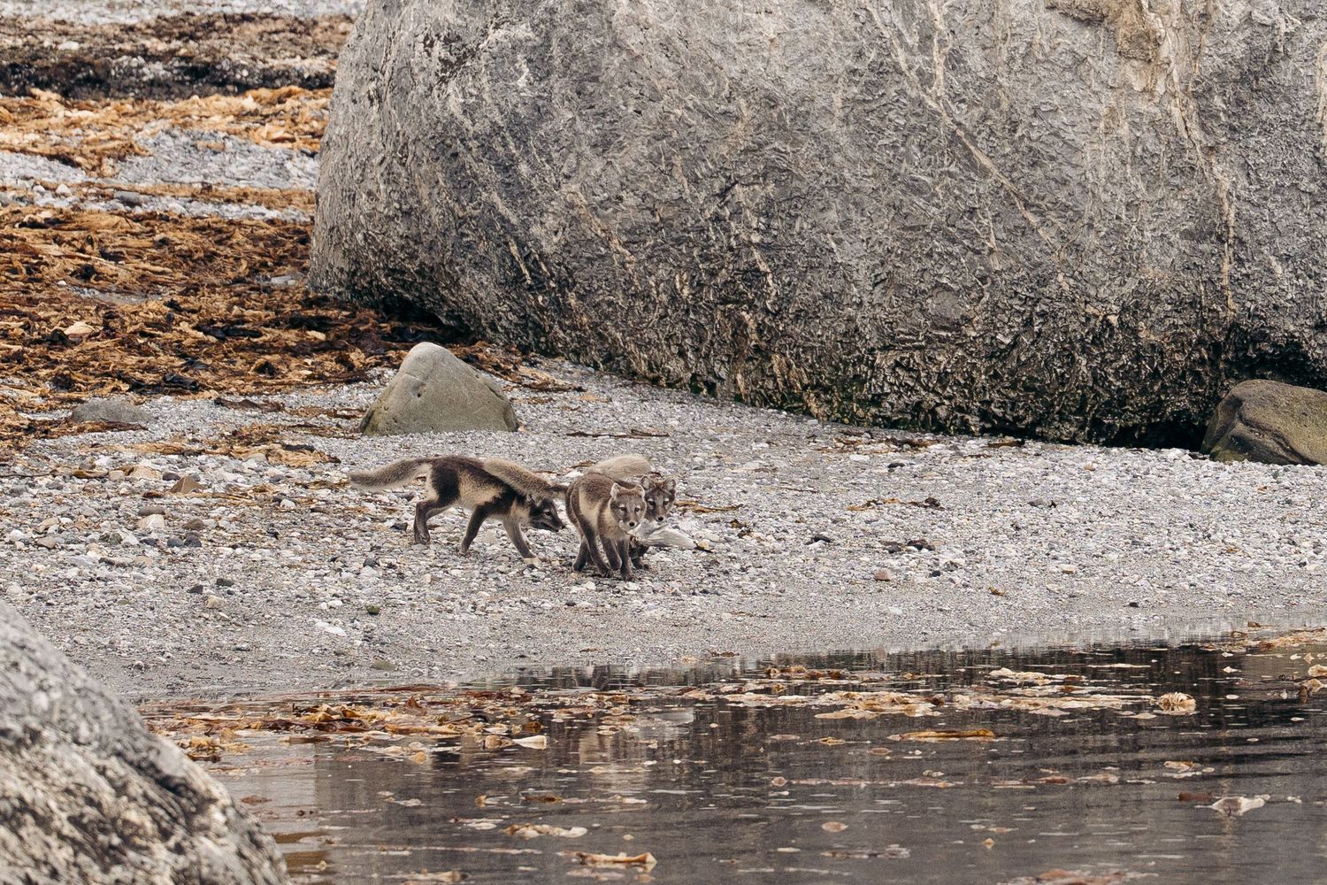 Deux renards arctiques jouant au pied d'un bloc rocheux sur la plage de Gnålloden