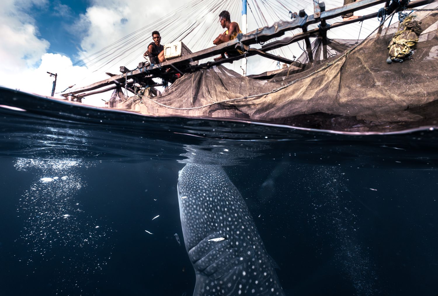 A massive whale shark swimming beneath a traditional fishing boat in a split underwater ocean view.