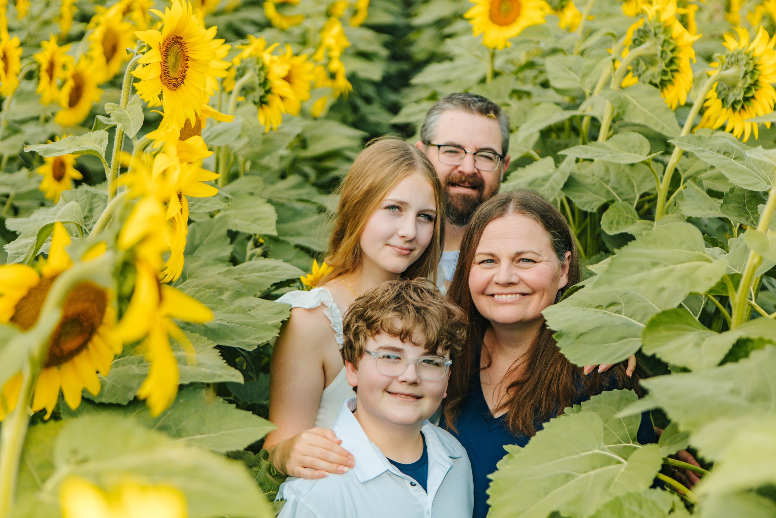 Family of four smiling together in a vibrant sunflower field on a sunny day.