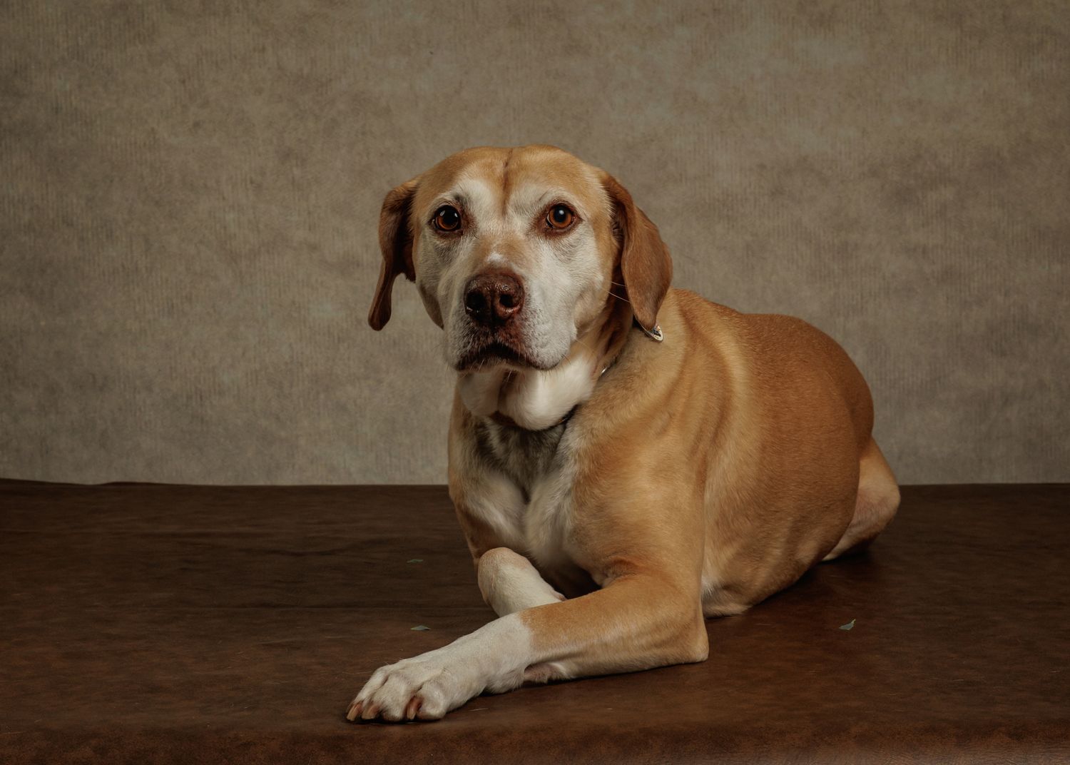 A senior tan and white dog rests calmly on a wooden floor against a gray studio backdrop.