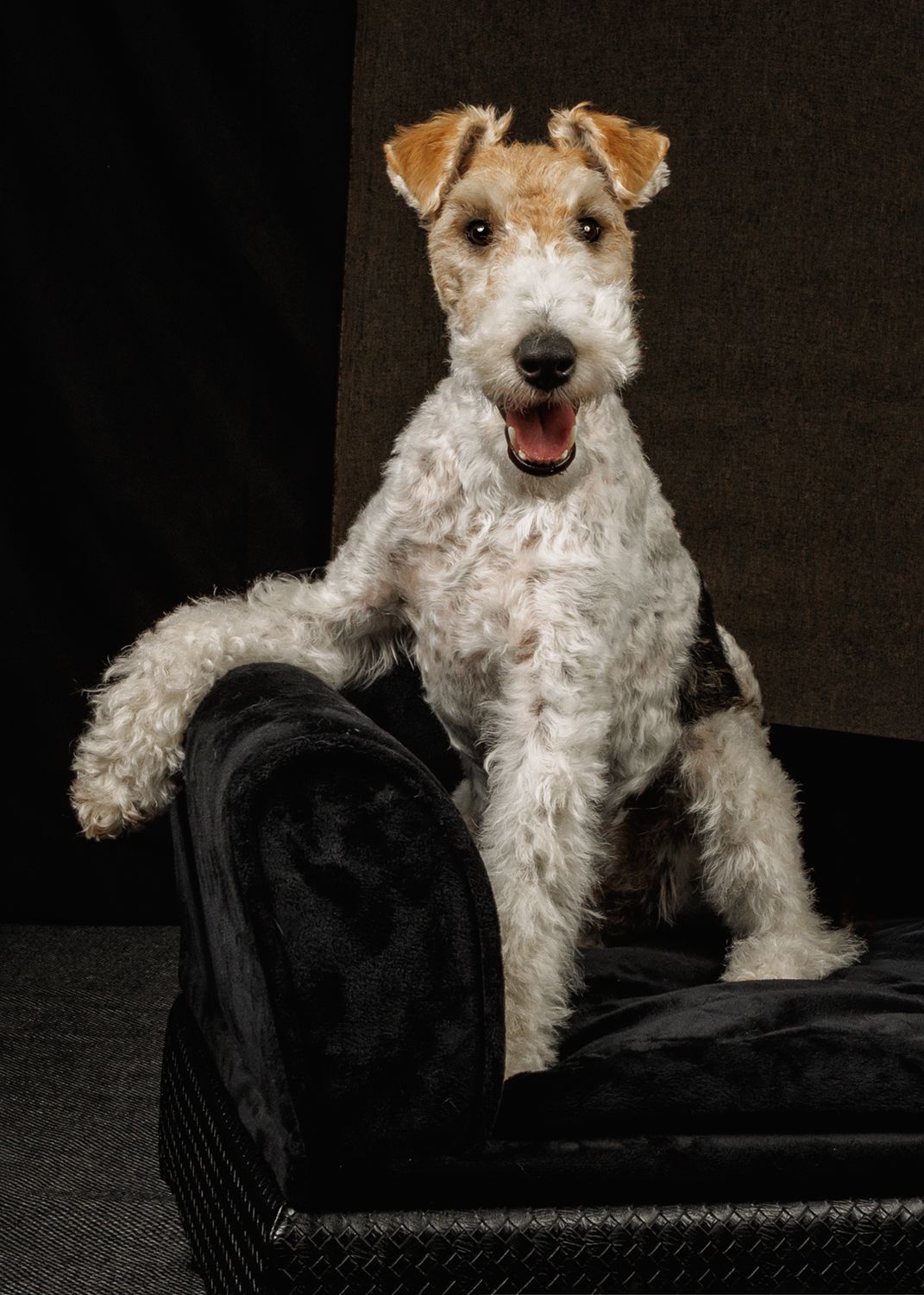 A fluffy Wire Fox Terrier sits upright on a black velvet chair, mouth open, looking alert and happy.