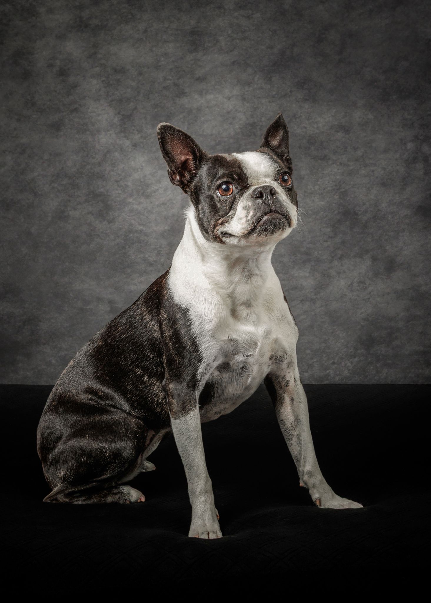 A Boston Terrier dog sits upright against a gray studio backdrop, showcasing its black and white markings.