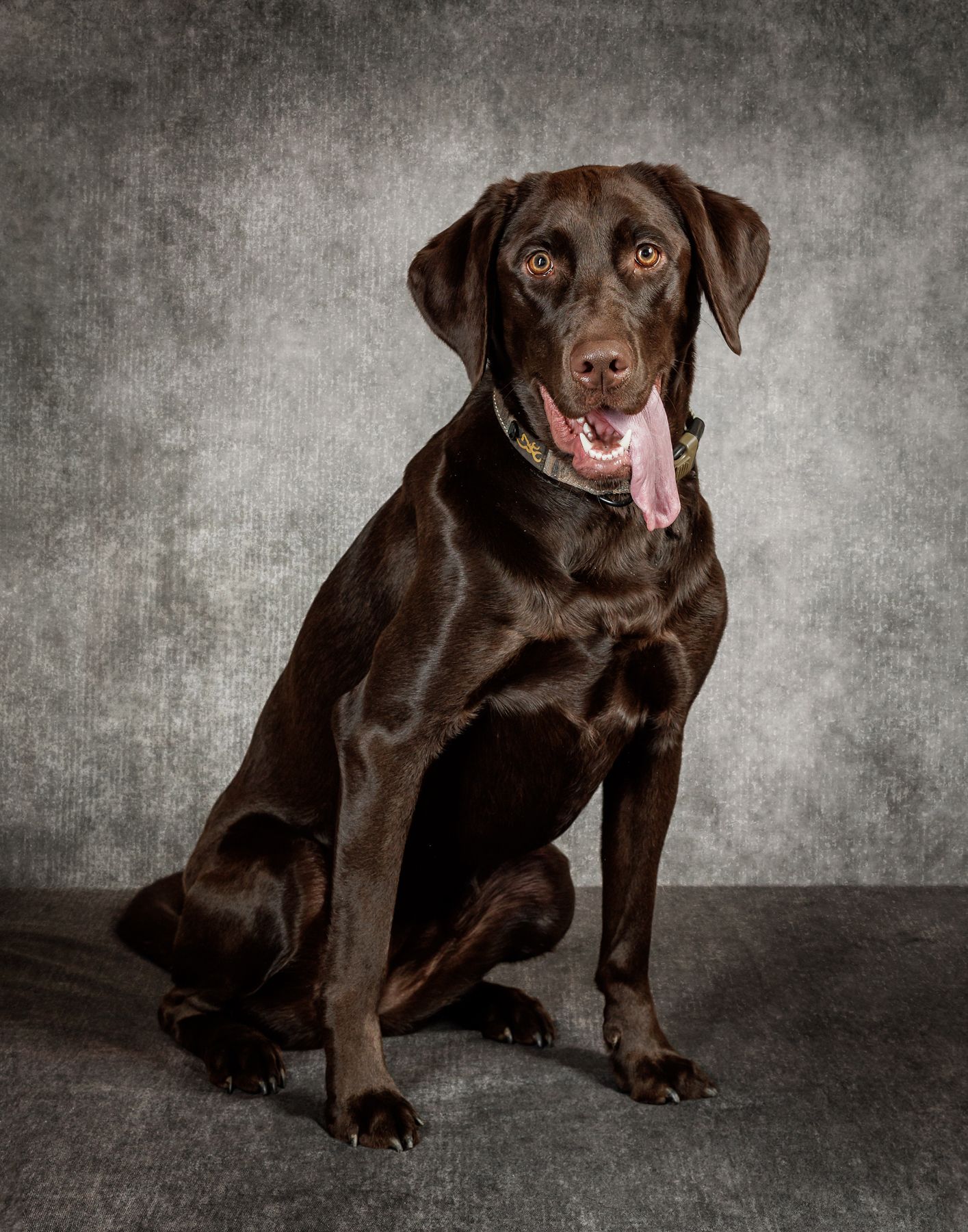 Chocolate Labrador Retriever sitting upright with tongue out against a gray studio background.