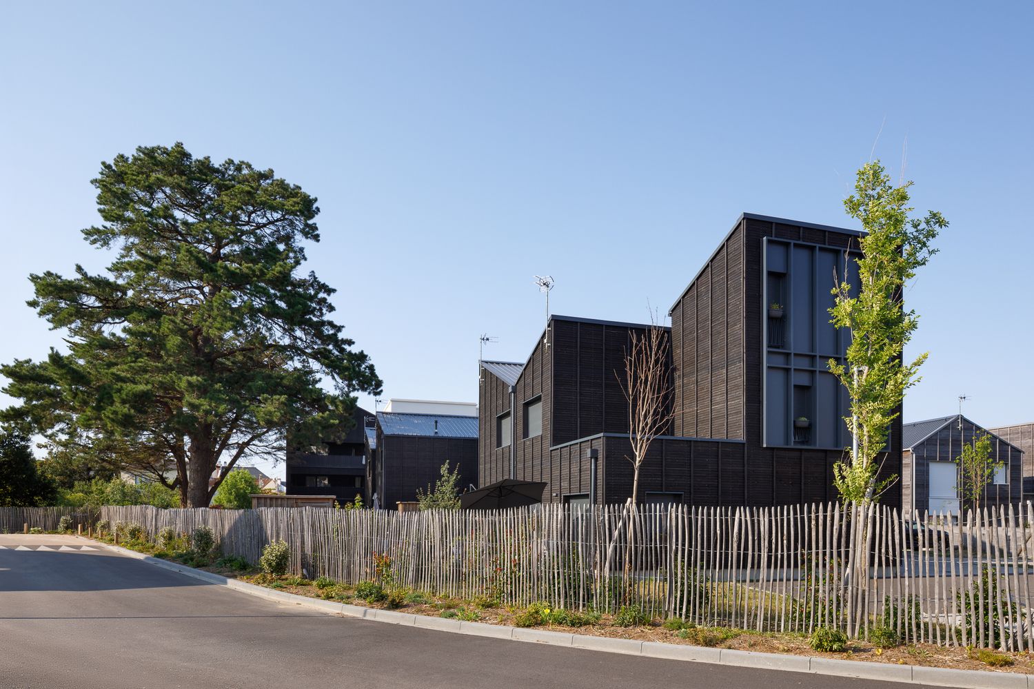 Maisons modernes habillées de bois sombre le long d'une rue calme, avec une clôture en bois et un grand pin.
