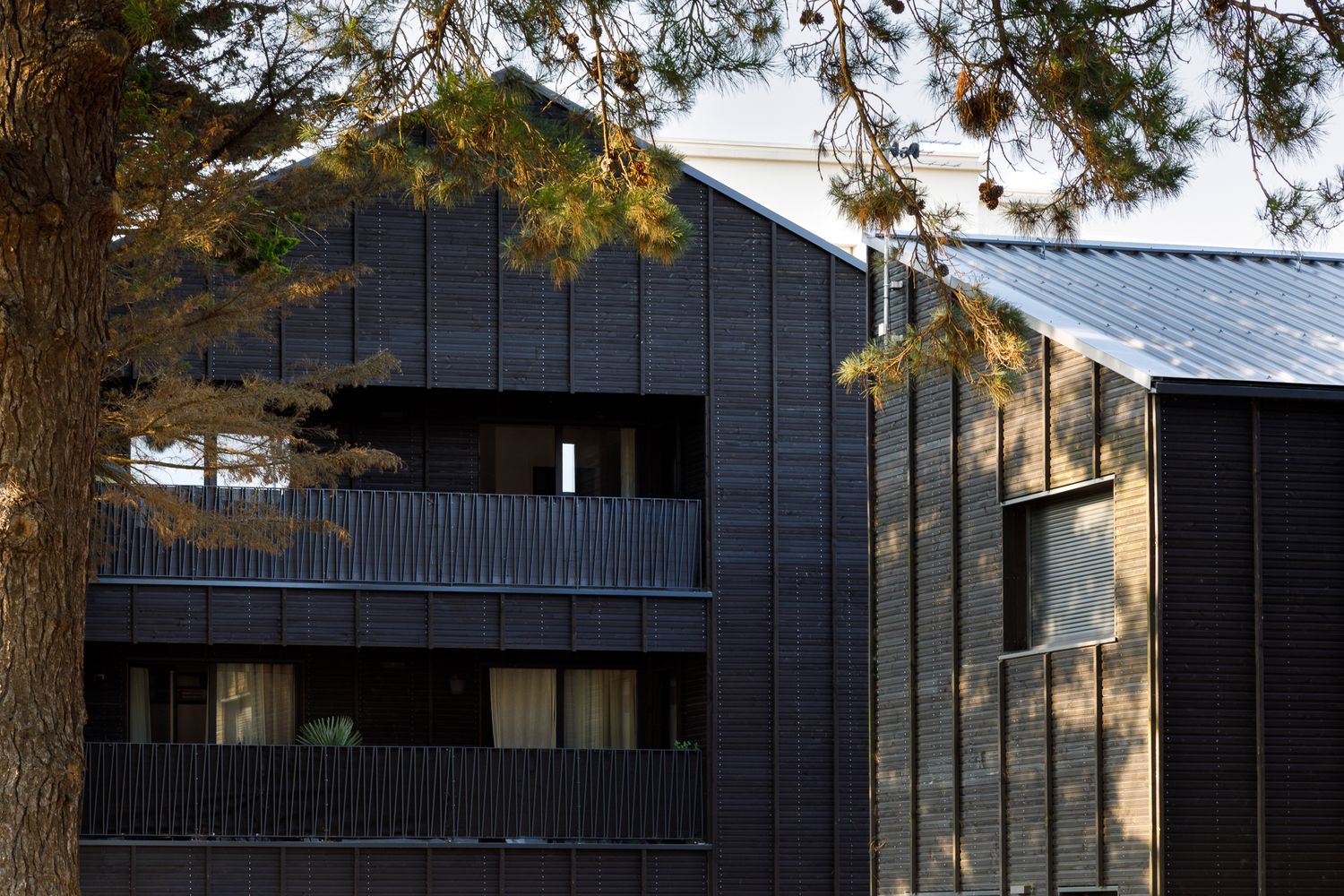 Gros plan sur la façade d'un bâtiment habillé de bois gris anthracite, avec un balcon encadré par des branches de pin.