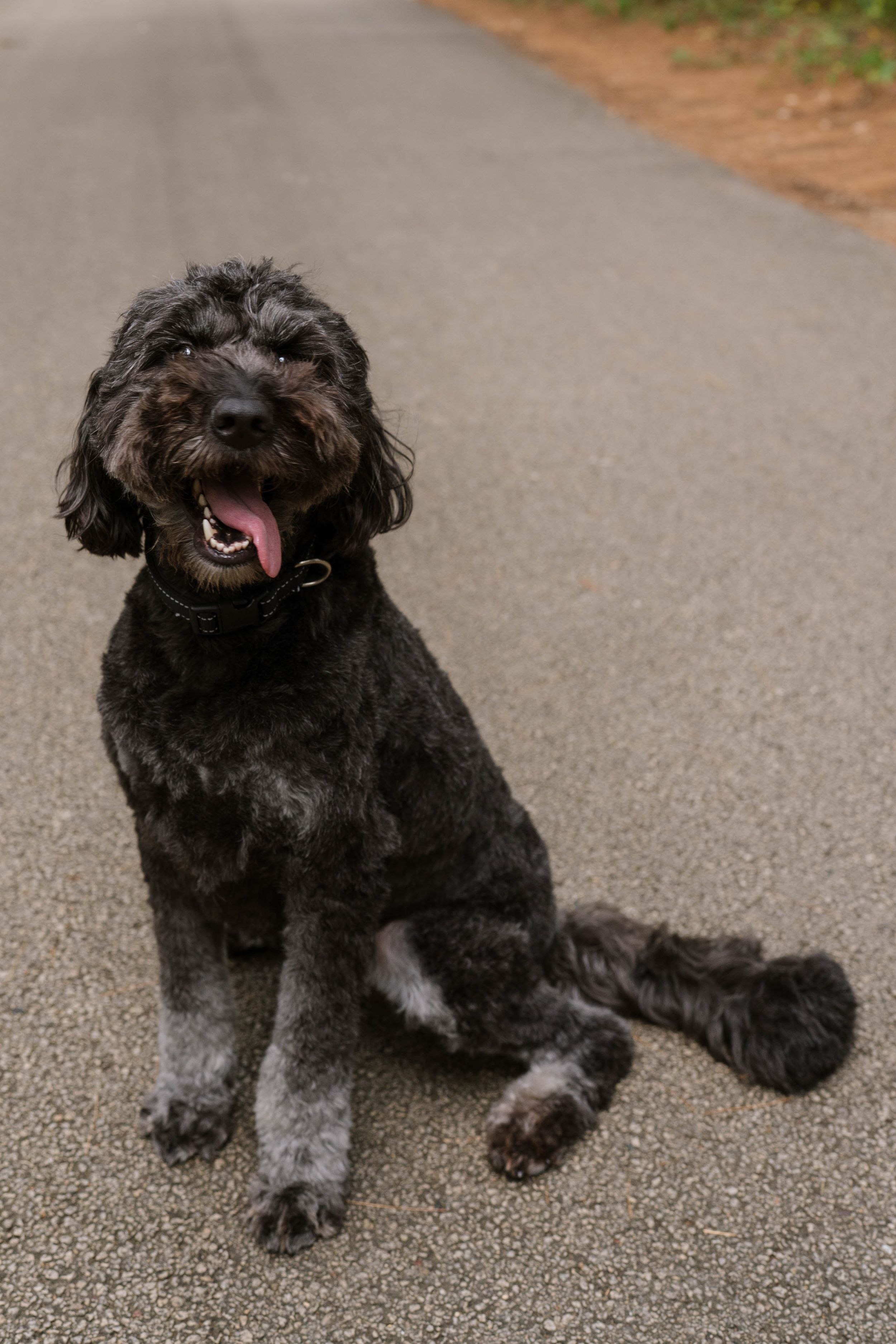 Black curly-haired Labradoodle dog sitting on a paved road with tongue out, looking at camera.