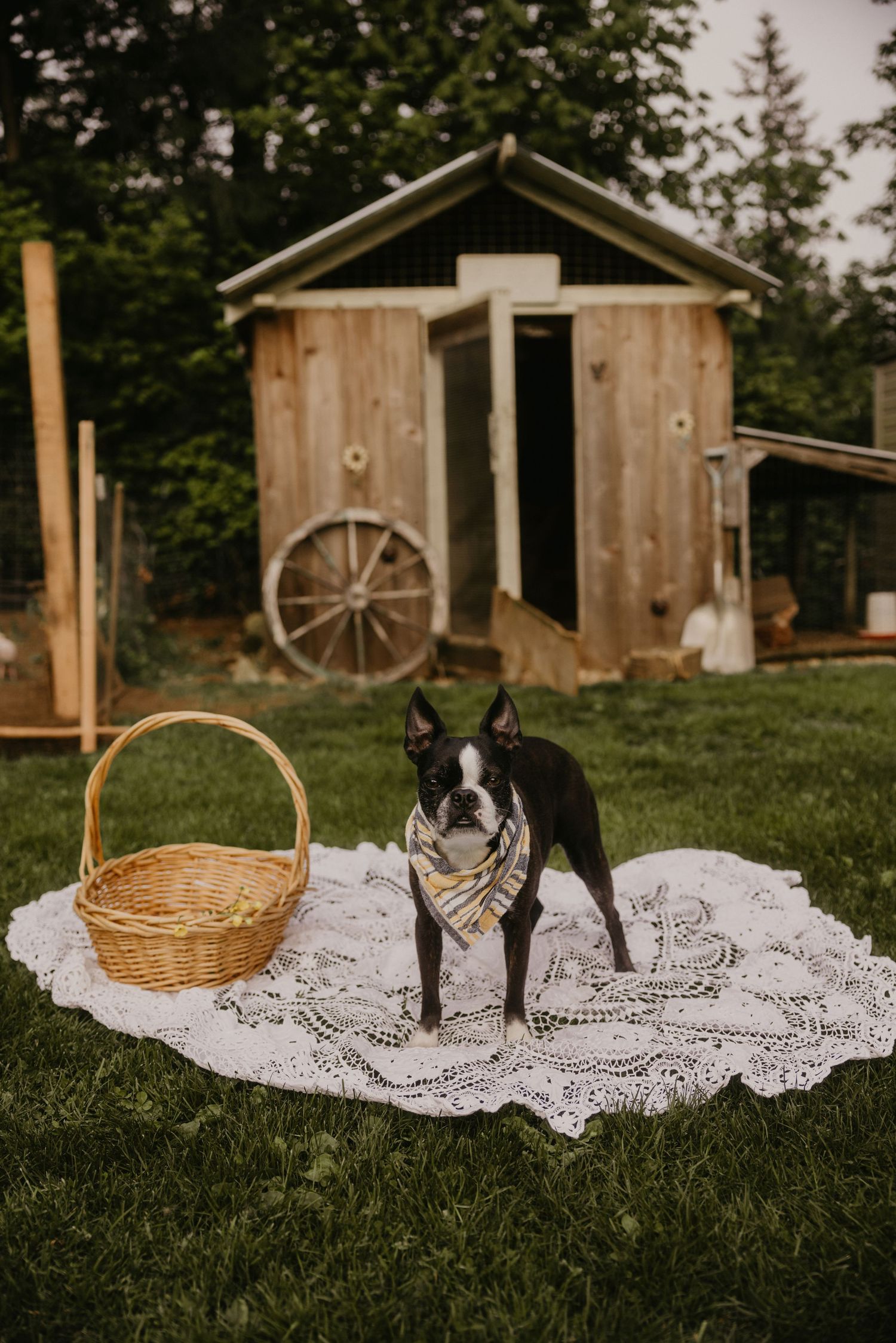 Boston Terrier dog wearing bandana sits on lace blanket beside wicker basket in rustic backyard with wooden shed.