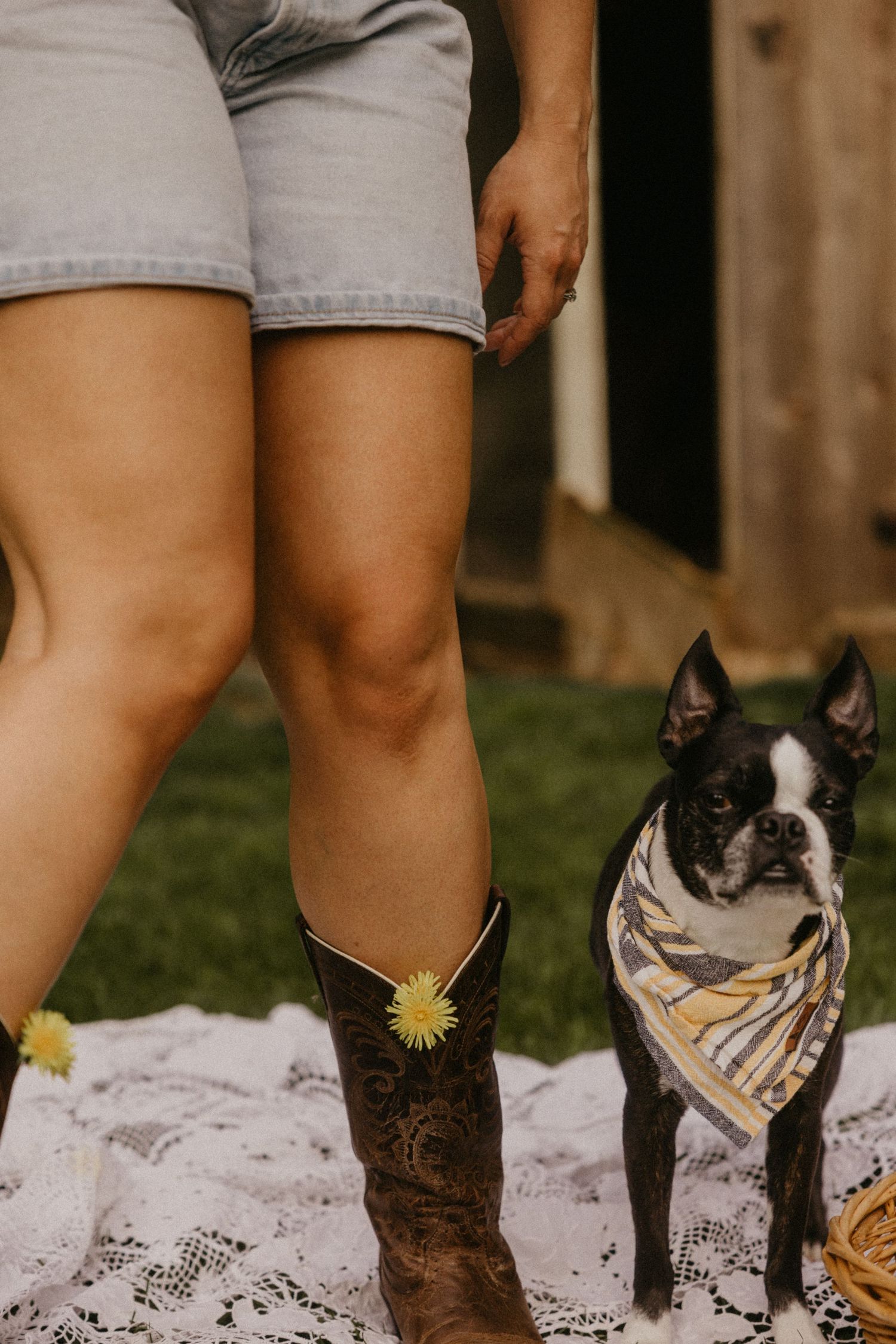 Woman in denim shorts and cowboy boots standing beside a Boston Terrier wearing a bandana on a lace blanket.