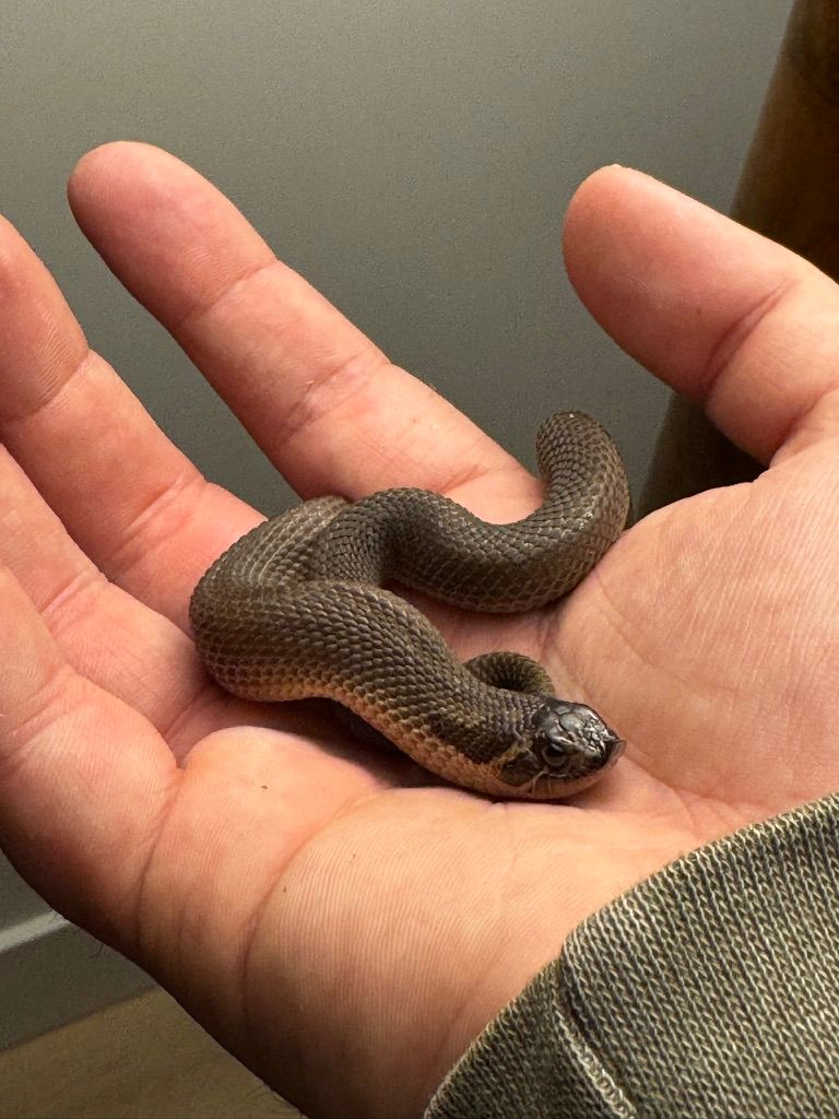 Tiny juvenile snake curled in the palm of a hand showing natural brown coloring.
