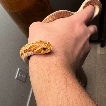 Vibrant orange and yellow corn snake wrapped around a human wrist and forearm.