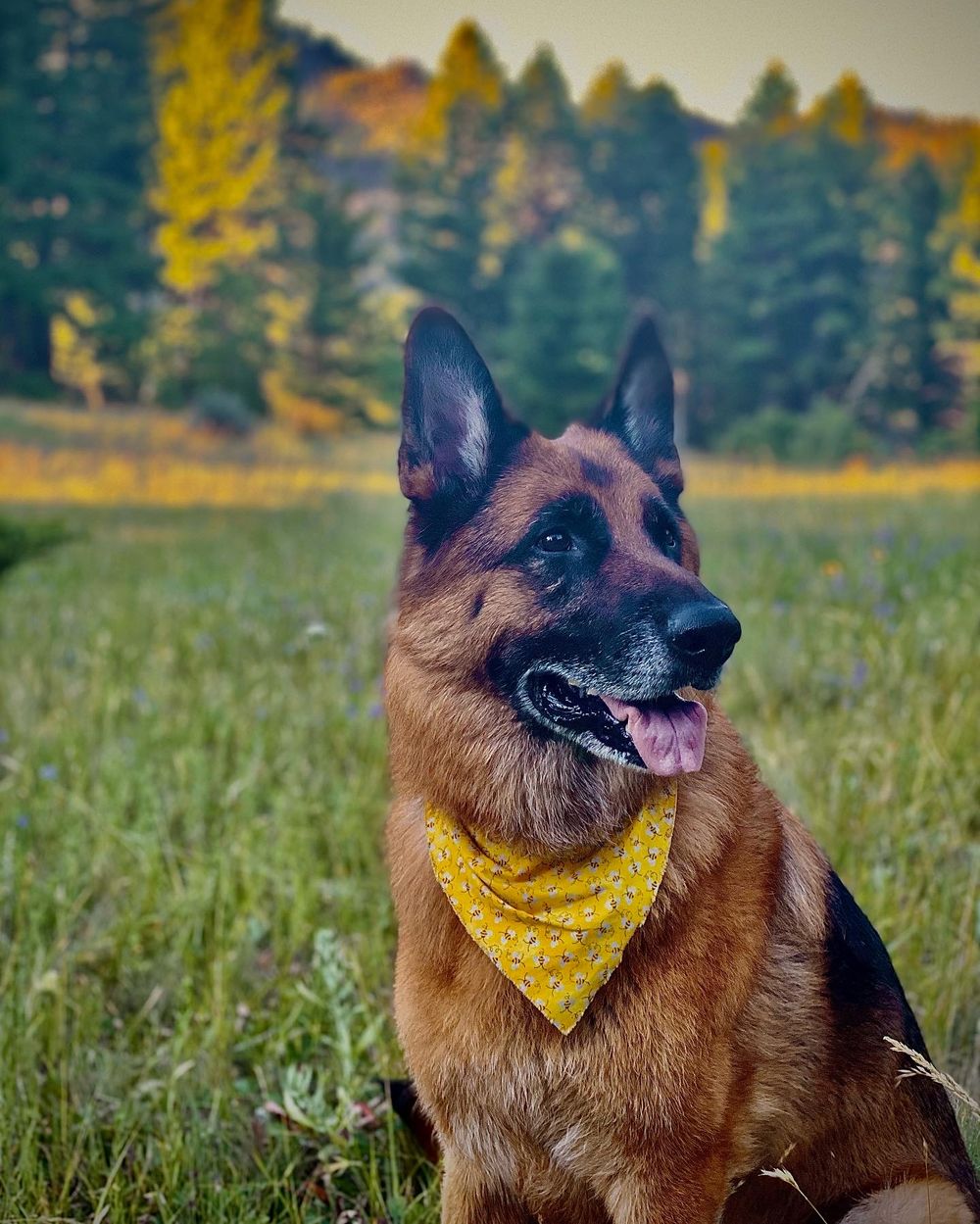 German Shepherd wearing yellow bandana sitting in green meadow with autumn trees backdrop.