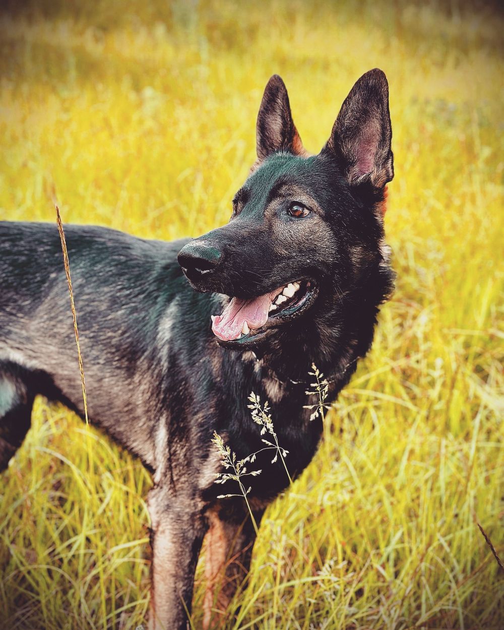 Alert black and tan German Shepherd standing in golden grass field with mouth open.