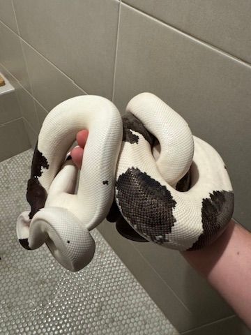Black and white pied ball python coiled in a hand showing distinctive piebald pattern.