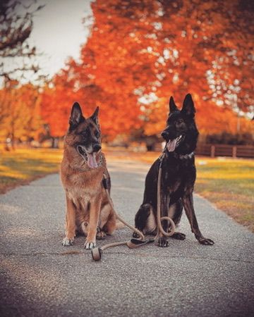 Two German Shepherds on park path surrounded by stunning orange and red fall foliage.
