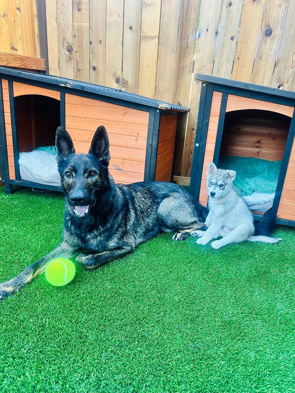 German Shepherd and Husky puppy resting beside wooden dog houses on artificial turf.
