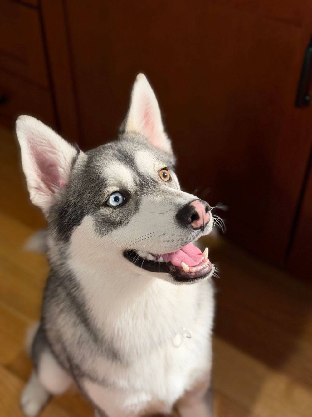 Young Siberian Husky with heterochromia eyes sitting and smiling on hardwood floor.