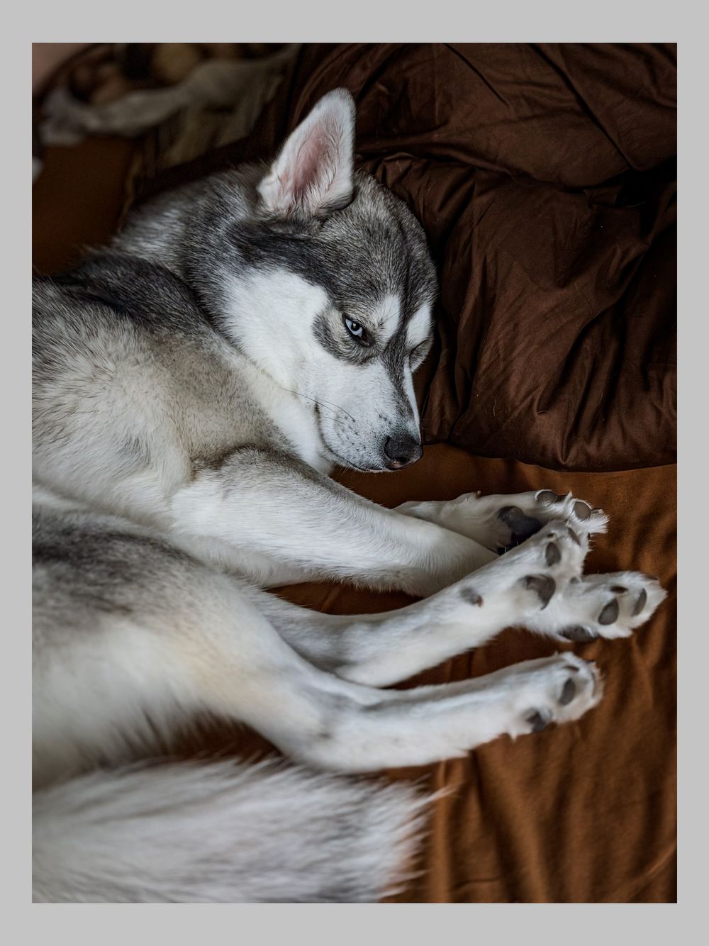 Gray and white Siberian Husky puppy resting on brown bedding with paws stretched out.