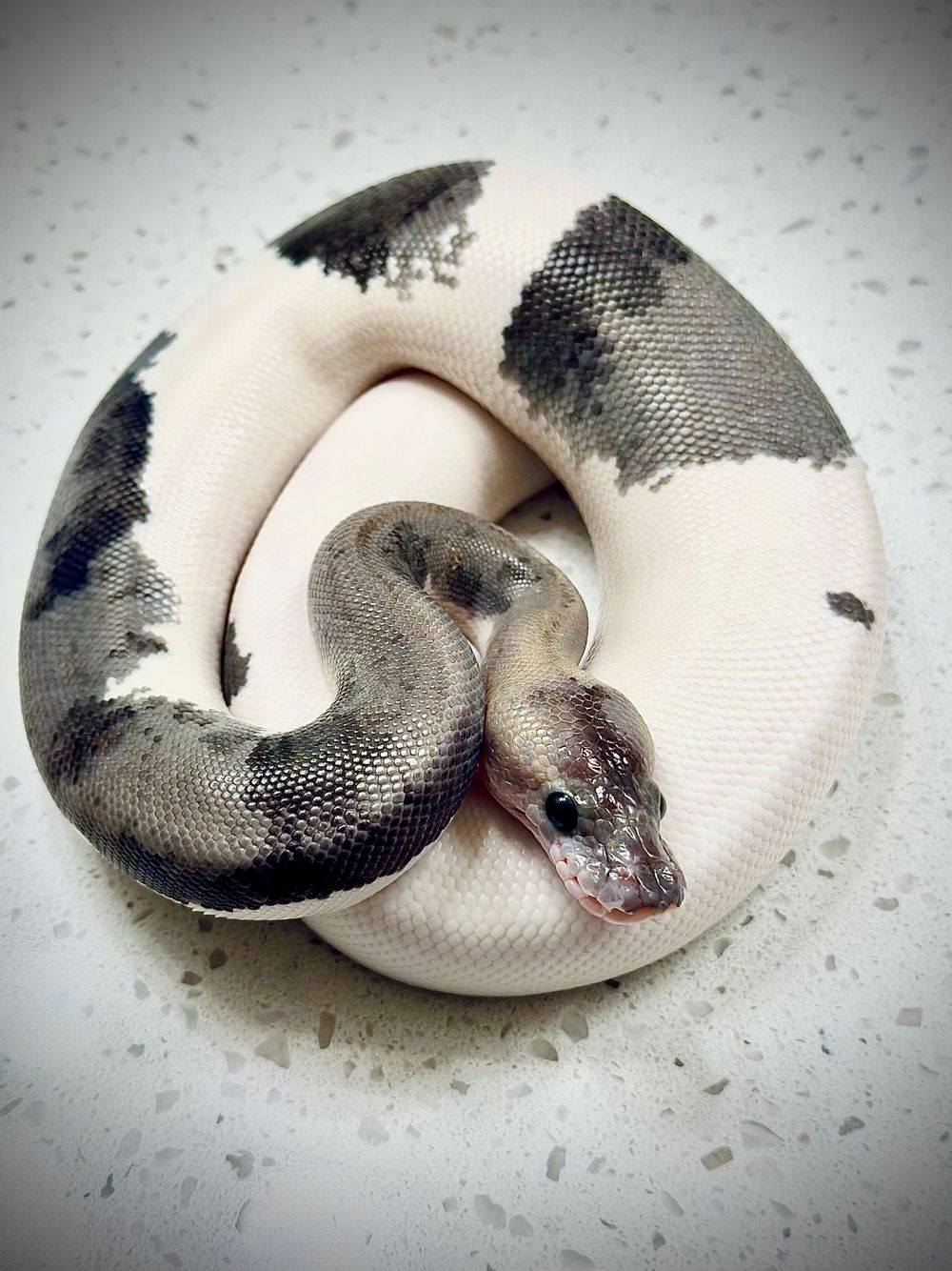 Piebald ball python coiled tightly showing white and dark gray patterned scales.