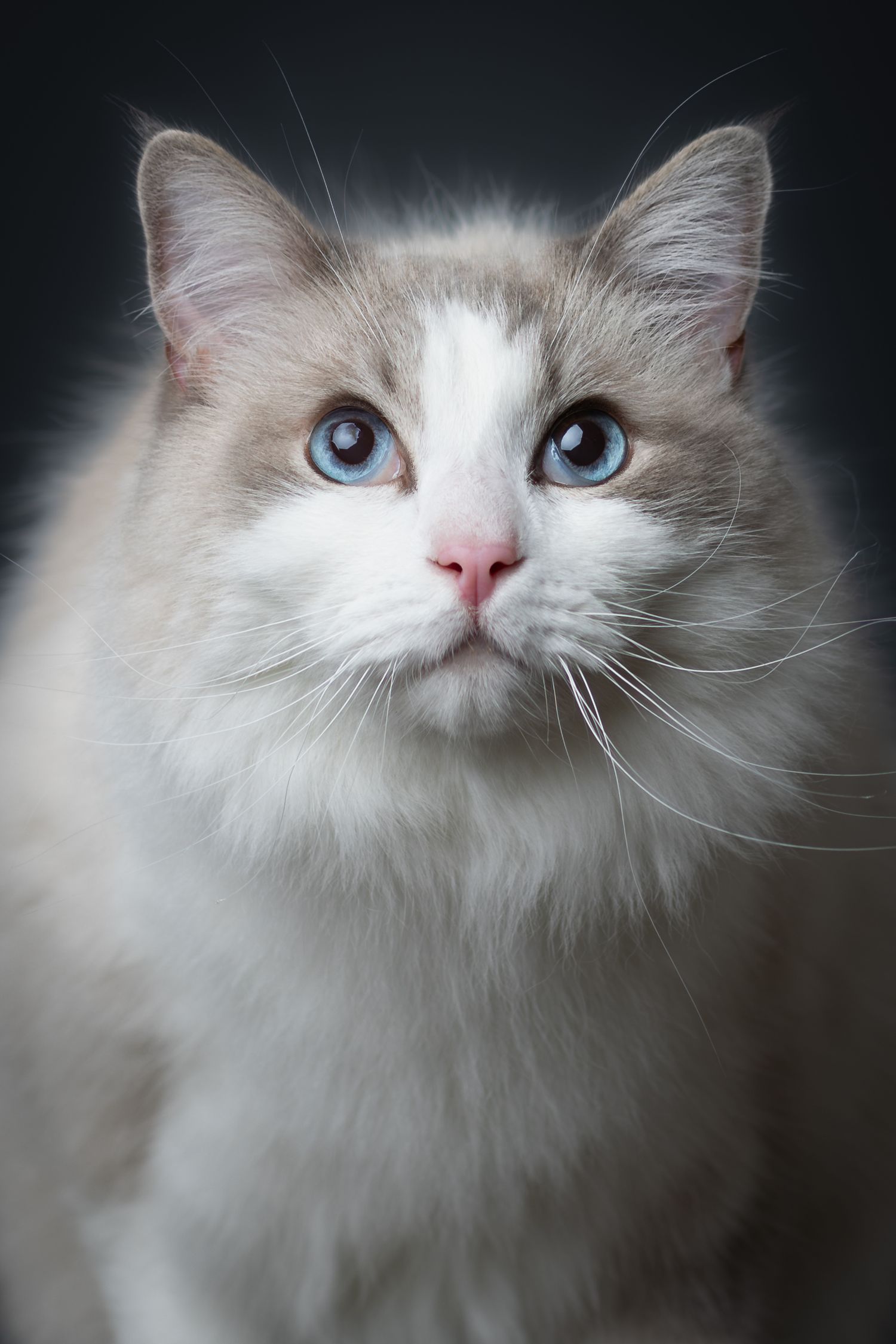 Ragdoll