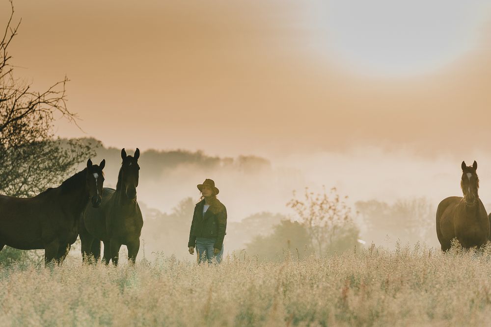 A person in a hat stands in a misty golden field at sunrise, surrounded by three horses in soft hazy light.