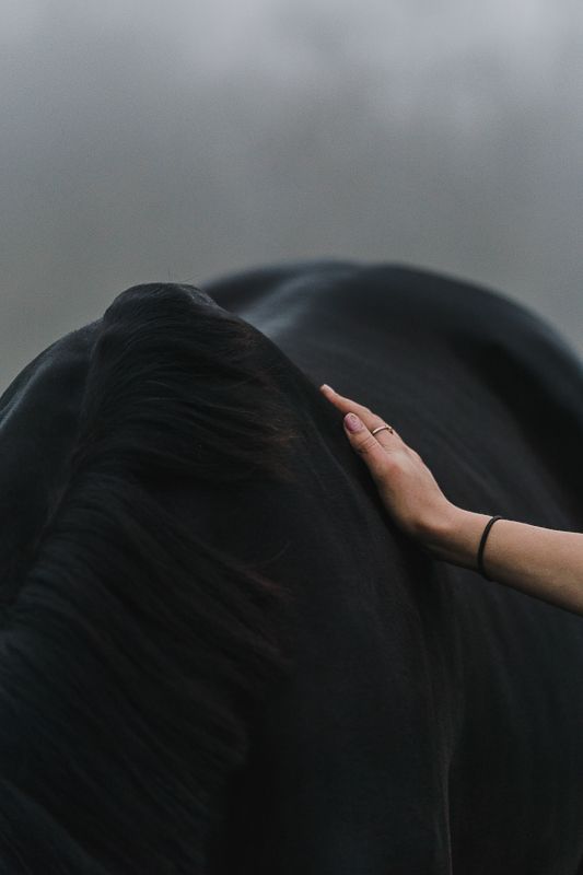 A hand with a ring and bracelet rests on the neck of a black horse against a moody foggy background.