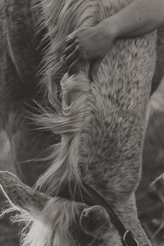 Black and white close-up of a hand stroking the mane of a dappled gray horse grazing with its head lowered.
