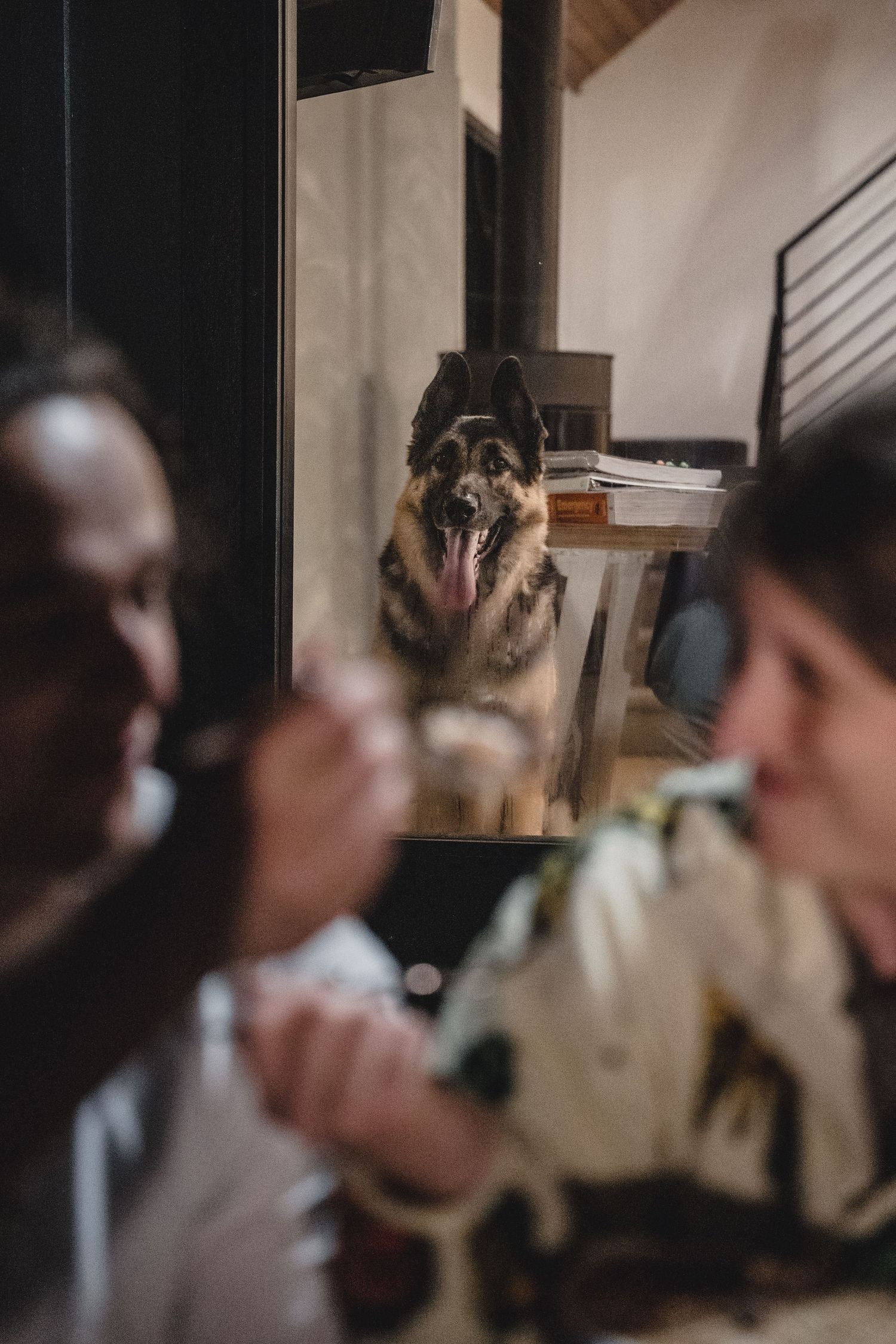 A German Shepherd sits attentively in a cozy home, watching two blurred people share a meal in the foreground.