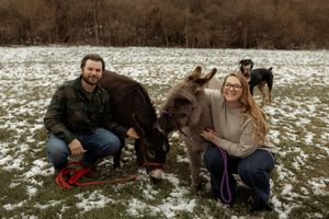 A couple kneels in a snowy field with two miniature donkeys and a dog in the background.